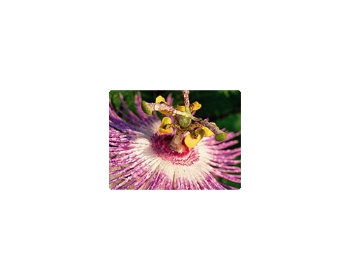 passiflora incarnata